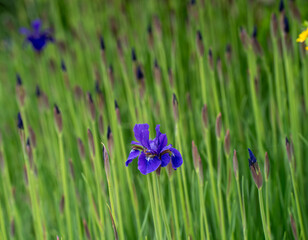 春の中で鮮やかに咲くアヤメの花