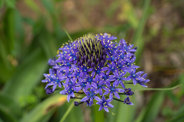 春に咲くシラーベルビアーナの花