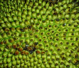 A close-up photograph of a green jackfruit skin, showcasing its distinctive rough texture. The...