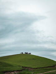 Obraz premium A herd of horses stands atop a lush green hill under a vast, cloudy sky, ideal for nature and landscape themes. Assy plateau, Turgen, Kazakhstan