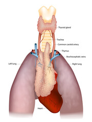 Detailed medical illustration shows the thymus in relation to the thyroid gland, trachea, common carotid arteries, brachiocephalic veins, lungs, and heart.