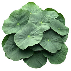 A bunch of green leaves are piled on top of each other. The leaves are all different sizes and shapes, but they all have a similar green color. Concept of abundance and growth