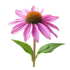 A single purple flower with a green stem. The flower is the main focus of the image. The flower is in full bloom and is the most prominent feature of the image