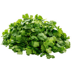 A bunch of fresh green cilantro is piled on top of a white background. The cilantro is fresh and green, and it looks like it's ready to be used in a recipe