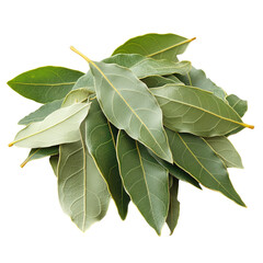 A bunch of green leaves of a tree. The leaves are green and have a fresh, natural appearance