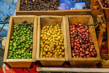 colorful coffee fruits for sample in wooden boxes in bolivia - coffee concept
