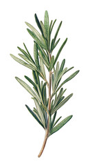 Fototapeta premium Herb sprig detail Narrow leaves, brown stem, dark background