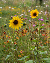 Fototapeta premium Beautiful Helianthus Pumilus or Little Sunflower blooming in the Texas Hill Country