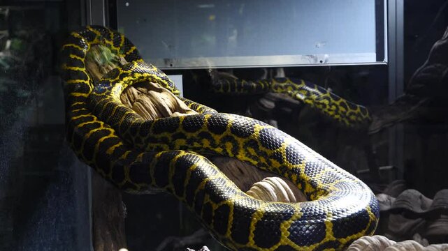 Anaconda