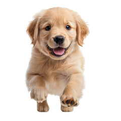 Adorable golden retriever puppy with playful expression, running towards the camera, showcasing personality and charm transparent background
