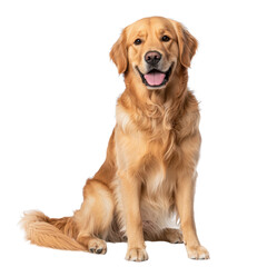 Cheerful golden retriever sits proudly with a bright smile against a white background, showcasing its friendly demeanor transparent background