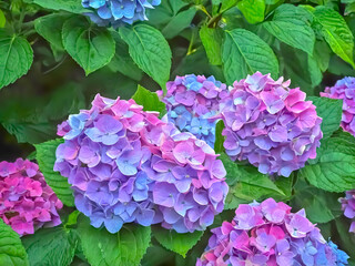Obraz premium purple hydrangea flowers