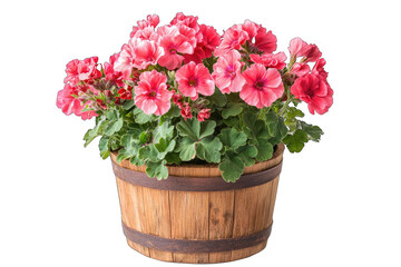 Pink geraniums in a wooden planter (1)