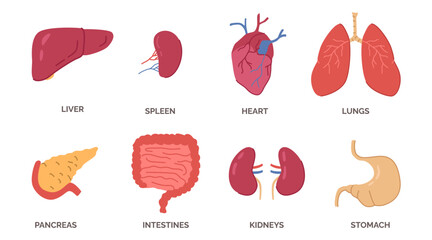 Vital organs of human body, anatomy and detailed view of parts. Vector isolated flat icons of liver and heart, spleen and kidney, pancreas and intestine, digestive system and stomach, bowels