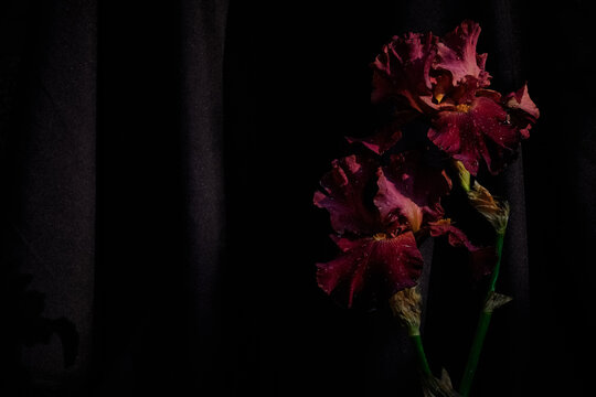 Dark red irises with water droplets captured in moody lighting against a black fabric backdrop. Elegant floral still life with deep shadows and rich texture