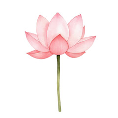 Fototapeta premium Beautiful pink lotus flower with delicate petals and slender green stem, symbolizing purity