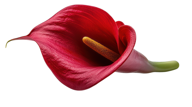 Isolated, red calla lily with yellow spadix on black