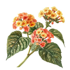 A Lantana Plant, watercolor vector, isolated on a white background.