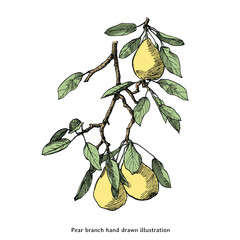 Pear Branch Vintage Botanical Illustration