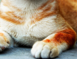 Obraz premium Close-Up of Ginger Cat's Paw and Fur Detail