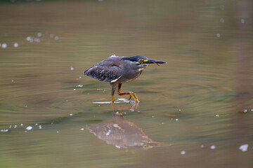 Striated Heron, also known as a Green-backed Heron fishing in the river