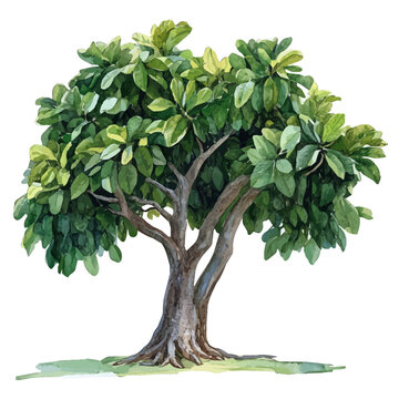A Kapok Tree, watercolor painting vector, isolated on a white background.
