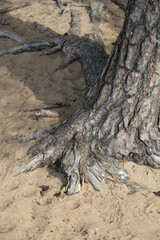 tree trunk and roots close up