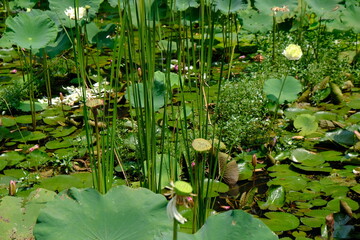 Padma (Nelumbo nucifera), the sacred lotus, is an aquatic plant that plays a major role in Indian...