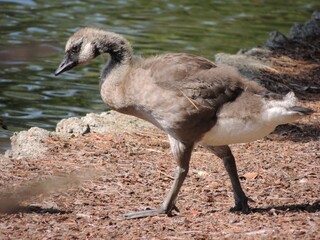 A young gosling walks towards  the water