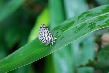 A white butterfly with black spots rests on a bright green bamboo leaf during the vibrant rainy season. A cute little butterfly.