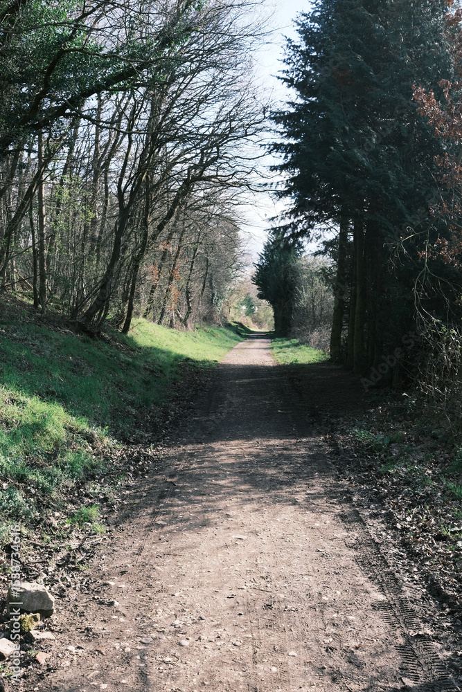 Poster a path through a forest with trees on either side