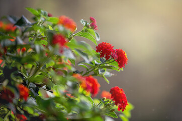 Lantana camara shrub with red flowers.