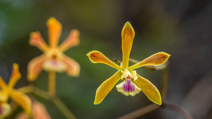 Tampa Butterfly Orchids also know as Florida Butterfly Orchids growing wild in Myakka River State Park ion Sarasota Fliorida USA