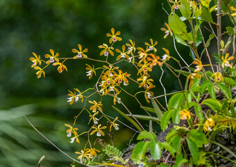 Tampa Butterfly Orchids also know as Florida Butterfly Orchids growing wild in Myakka River State Park ion Sarasota Fliorida USA