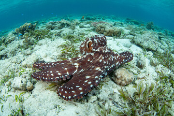 An octopus, Octopus cyanea, explores a shallow seafloor of sand, seagrass, and coral in Wakatobi National Park, Indonesia. Octopus are extremely intelligent but rarely live longer than 12-15 months.