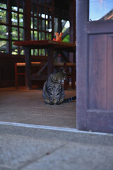 Obraz premium 軒先にたたずむ猫