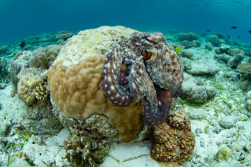 An octopus, Octopus cyanea, explores a shallow seafloor of sand, seagrass, and coral in Wakatobi National Park, Indonesia. Octopus are extremely intelligent but rarely live longer than 12-15 months.