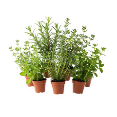 Fototapeta premium Floating cluster of mini potted herbs on a solid white background