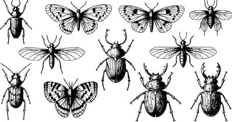vector set of insects, engraved, drawn, illustration, insects
