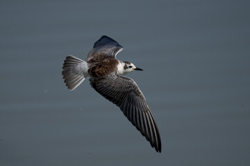 WHITE-WINGED TERN IN FLIGHT