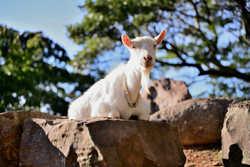 Fototapeta premium 岩の上に座るヤギ