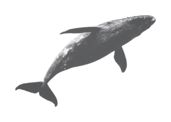 PNG Blue whale mammal photography underwater.