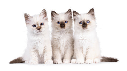 Row of 3 Sacred Birman cat kittens, sitting on a perfect row. Looking towards camera with breed specific eyes. Isolated on a white background.