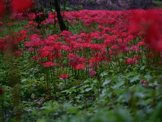 群れで咲く彼岸花