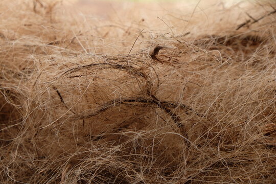 Coconut fiber or coconut coir is a derivative product of the coconut tree. Cocos nucifera. 