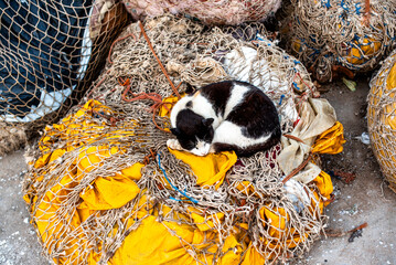 2024 03 19 Essaouira cat 53