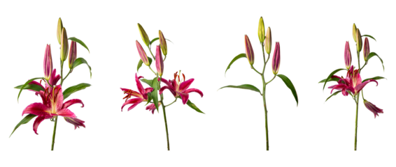 High Quality PNG of pink lily flower isolated on white background