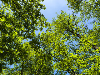 Fresh green tree canopy against blue sky in spring forest