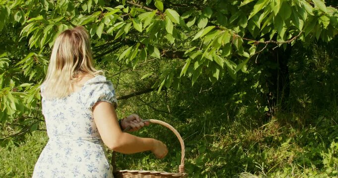 Young Woman Picking Cherries into a Wicker Basket from a Tree

