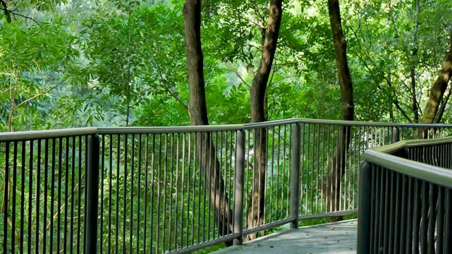Forest Walk